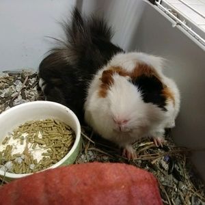 Meet your Posher, Allyson